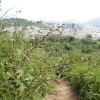 Hiking Tin Shui Wai 2023 July - 頁 2 X6NzyX40_t