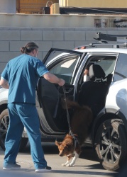 Aubrey Plaza - Drops her dog off at the vet in Los Angeles January 5, 2021