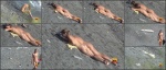 Nudebeachdreams Nudist video 00598