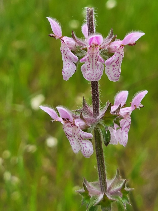 Speckled pink hedge-nettle flowers blooming in rings