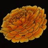 marigold