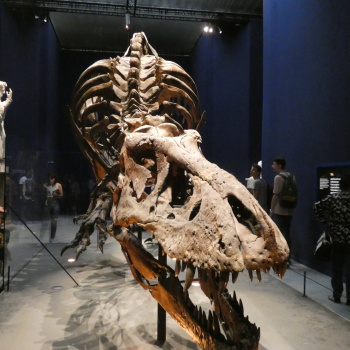 Exposition « Trix, Un T-Rex à Paris » LMoM6pLs_t