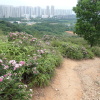 Tin Shui Wai Hiking 2023 - 頁 3 KangOito_t