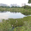 Hiking Tin Shui Wai 2023 July - 頁 2 QR0ioru9_t