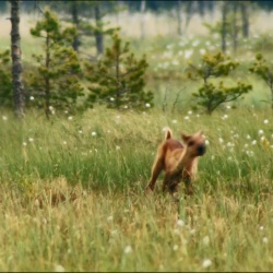 Vùng Hoang Dã Bắc Âu (2011) | National Geographic Nordic Wild (2011)