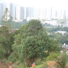 Hiking Tin Shui Wai 2023 July - 頁 2 PxAHzaEA_t