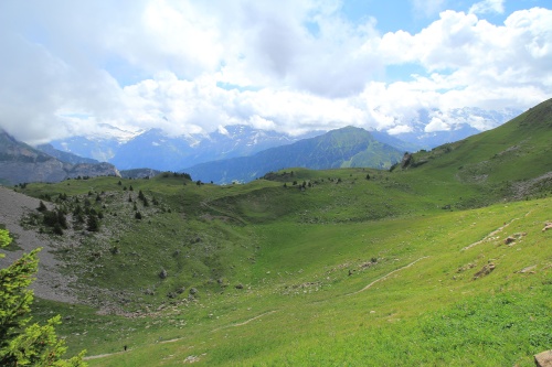 6 DE JULIO. RUTA A SCHYNIGE PLATTE. - De ruta en ruta por Suiza, 2023 (16)
