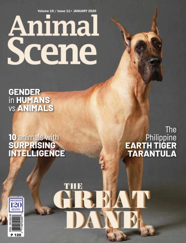 Animal Scene - January (2020) Animal Scene - January (2020)