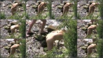Nudebeachdreams Nudist video 00024