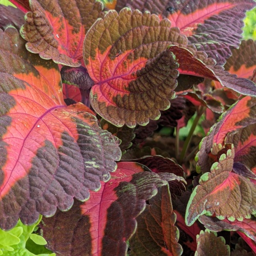 Main Street Sunset Boulevard Coleus. Scientific name, solenostemon scutellarioides