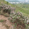 Tin Shui Wai Hiking 2023 - 頁 3 Z2wlEXuY_t