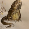 frog