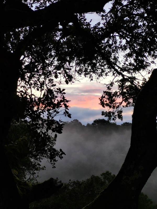 Silhouettes of trees framing distant clouds in shades of pink and yellow