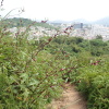 Hiking Tin Shui Wai 2023 July - 頁 2 RQGrQ1VK_t