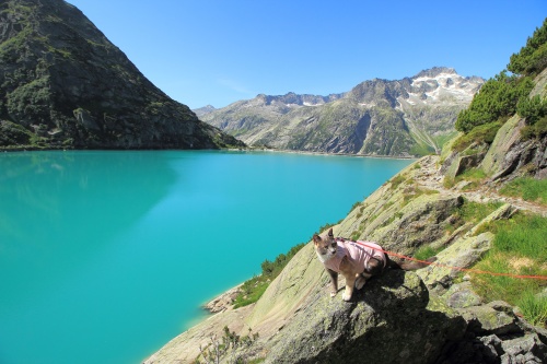 7 DE JULIO. LAGO GELMERSEE. GARGANTA ROSENLAUI. - De ruta en ruta por Suiza, 2023 (7)