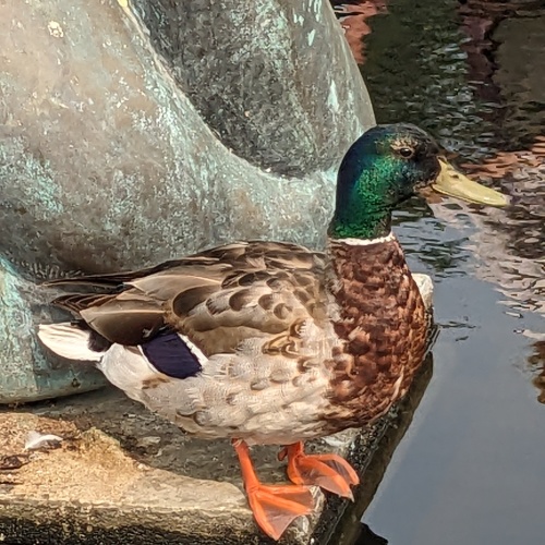 A lovely mallard duck was enjoying the gardens, too!