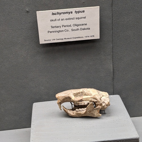 The skull of an extinct squirrel, ischryomus typus.