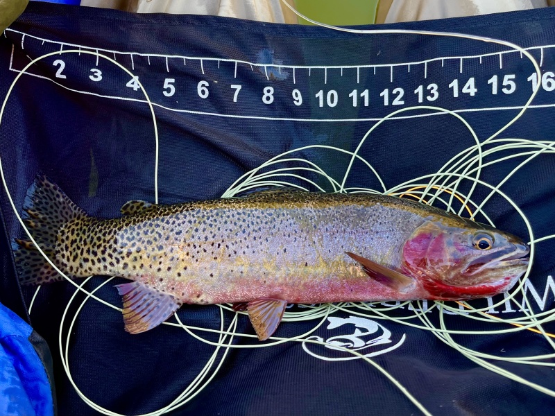 Backcountry trout oasis  The North American Fly Fishing Forum - sponsored  by Thomas Turner