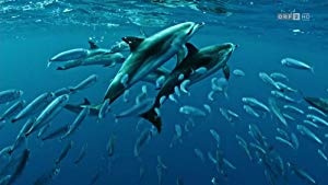 The Canary Islands 2016 UHDRip 1080p HDReactor