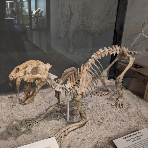 An extinct cat related to the larger sabretooth, hoplophoneus sp.
