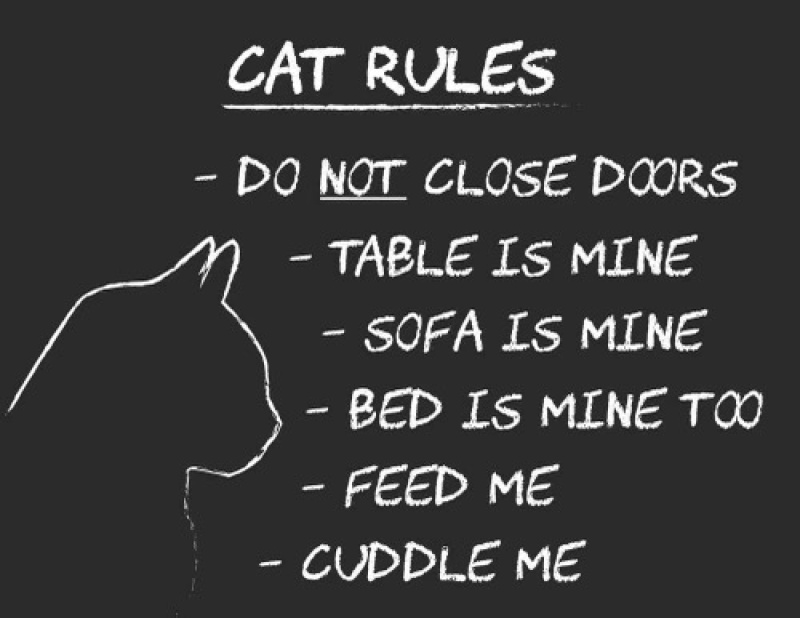 Dog cat rules. Cats Rules. Правило кота. Cat quotes тетрадь. Кат кот правило.