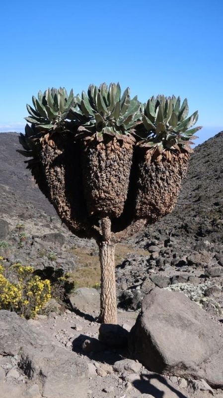 lak7CuRV_t.jpg