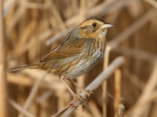 nelsons sparrow