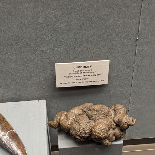 Coprolite. Fossolized poop, this one believed to be from an alligator.