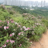 Tin Shui Wai Hiking 2023 - 頁 3 S975fOaK_t