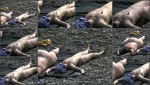 Nudebeachdreams Nudist video 00041