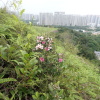 Tin Shui Wai Hiking 2023 - 頁 3 EFISrMfW_t