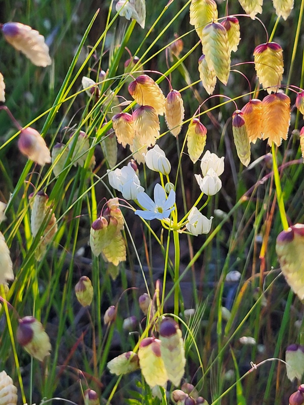 White brodiaea