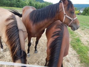 Obrazek