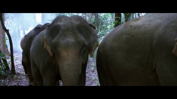Haathi Mere Saathi (2021) Hindi 1080p WEB-DL H264 AAC-DUS Exclusive Haathi Mere Saathi (2021) Hindi 1080p WEB-DL H264 AAC-DUS Exclusive