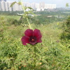 Hiking Tin Shui Wai 2023 July - 頁 2 DdEEWzSR_t