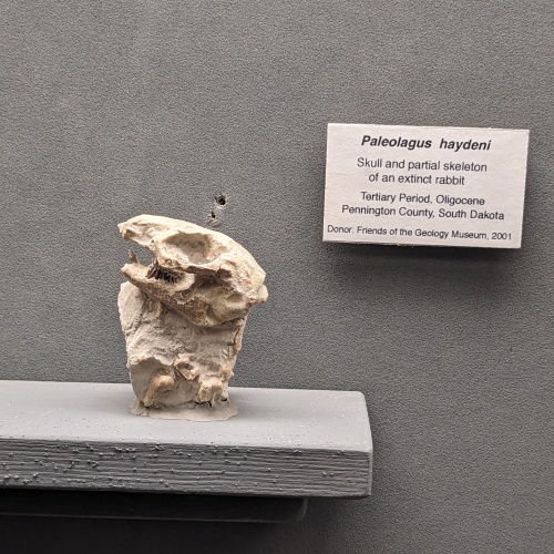 The skull of an extinct rabbit, paleolagus haydeni