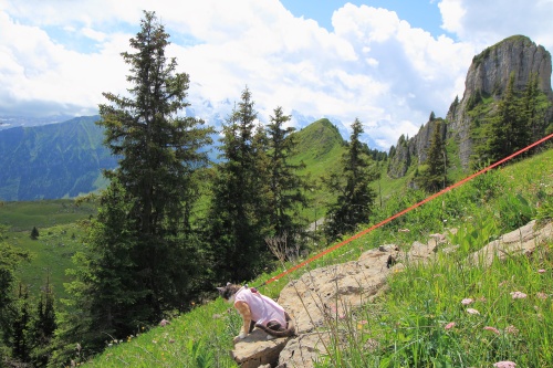 6 DE JULIO. RUTA A SCHYNIGE PLATTE. - De ruta en ruta por Suiza, 2023 (14)
