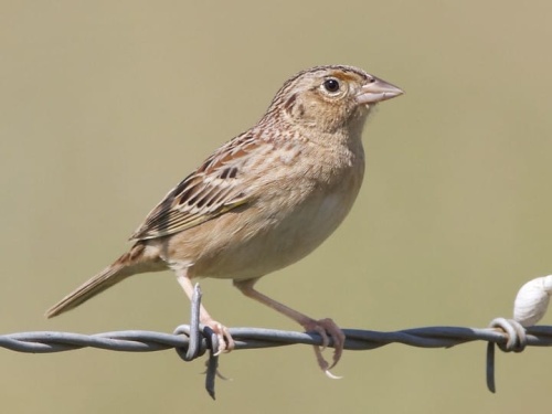 grasshopper Sparrow