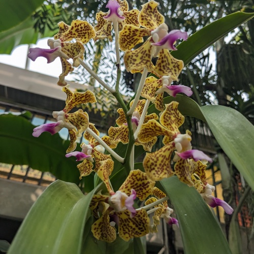 A Vanda Orchid from Java and Laos. Scientific name, vanda tricolor var. suavis Orchidaceae
