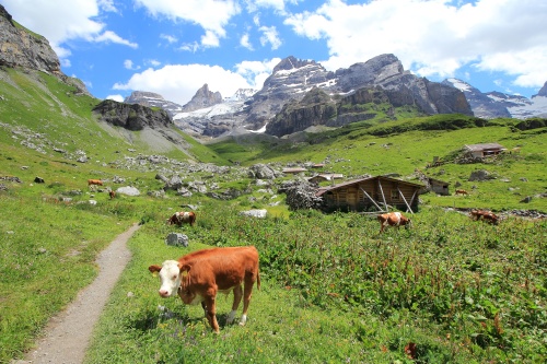 8 DE JULIO. LAGO BLAUSEE Y LAGO OESCHINENSEE - De ruta en ruta por Suiza, 2023 (15)