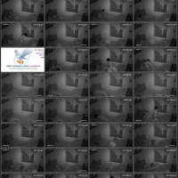 Asian Hacked ipcam Pack 058 141 Clips