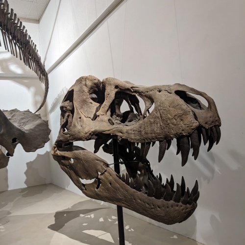 A replica tyrannosaurus skull.