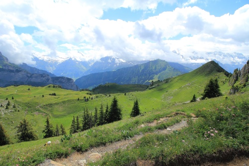 6 DE JULIO. RUTA A SCHYNIGE PLATTE. - De ruta en ruta por Suiza, 2023 (13)