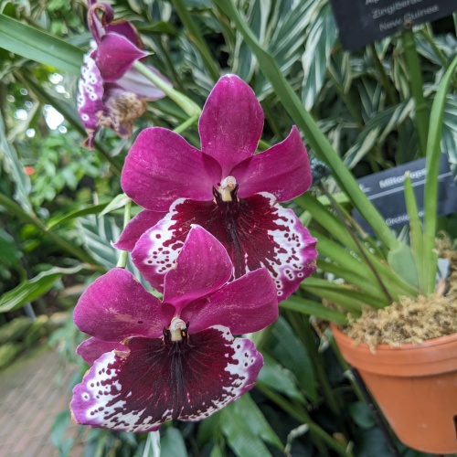 Miltoniopsis orchid