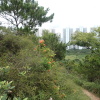 Hiking Tin Shui Wai 2023 July ZGLhHMgZ_t