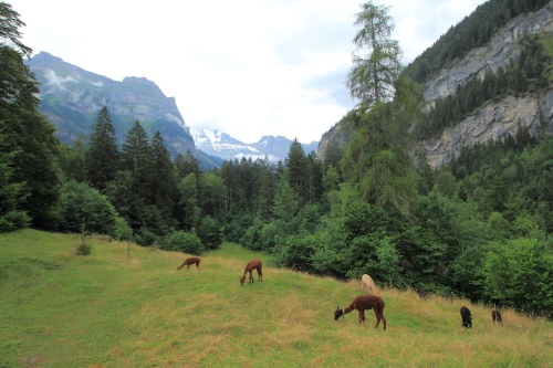 8 DE JULIO. LAGO BLAUSEE Y LAGO OESCHINENSEE - De ruta en ruta por Suiza, 2023 (4)